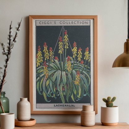 Vintage Lachenalia Flower Print | 1930's Cigarette Card