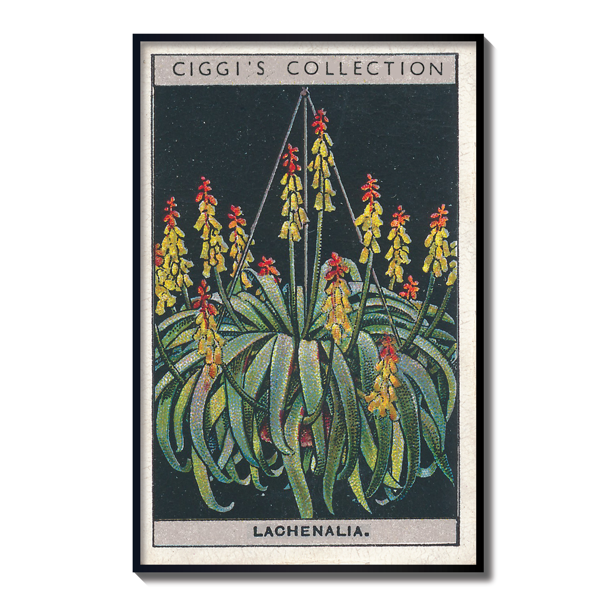 Vintage Lachenalia Flower Print | 1930's Cigarette Card