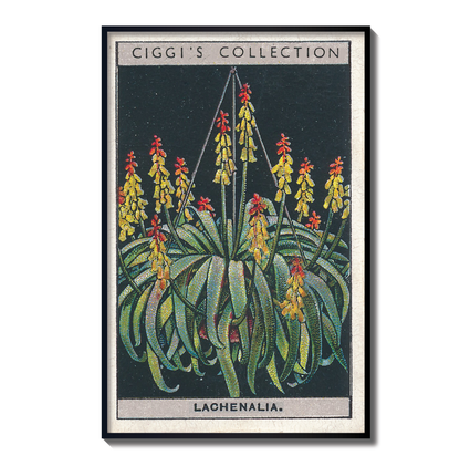 Vintage Lachenalia Flower Print | 1930's Cigarette Card
