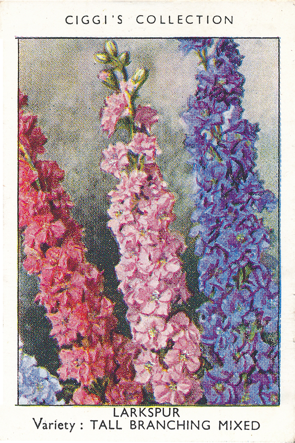 Garden Flowers Posters