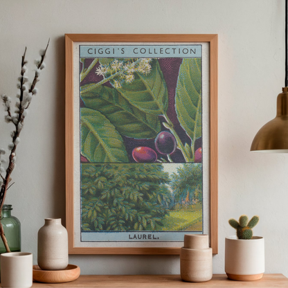 Vintage Laurel Tree Print | 1930's Cigarette Card