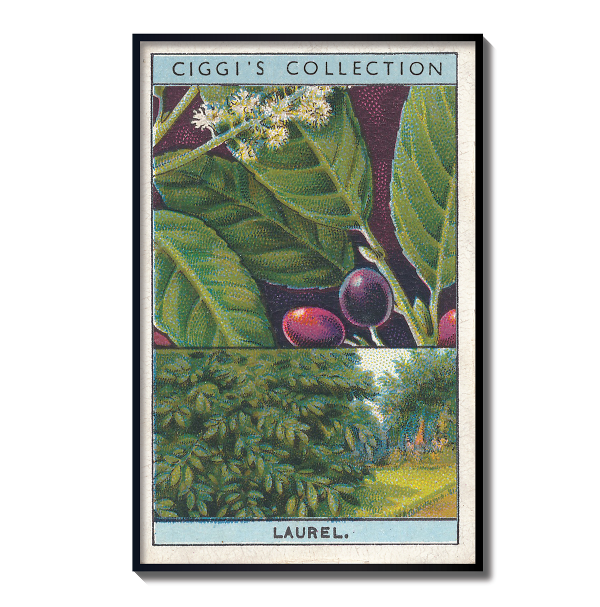 Vintage Laurel Tree Print | 1930's Cigarette Card