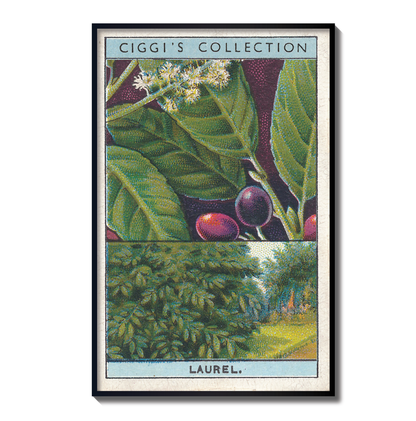 Vintage Laurel Tree Print | 1930's Cigarette Card