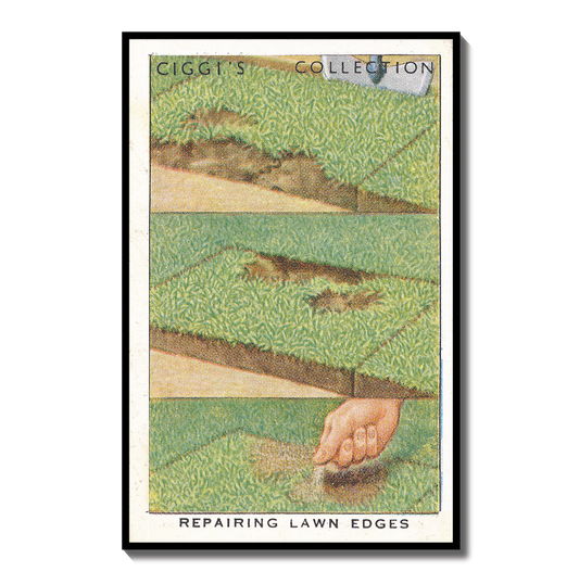 Vintage Repairing Lawn Edges Garden Hint | 1930s Cigarette Card Art