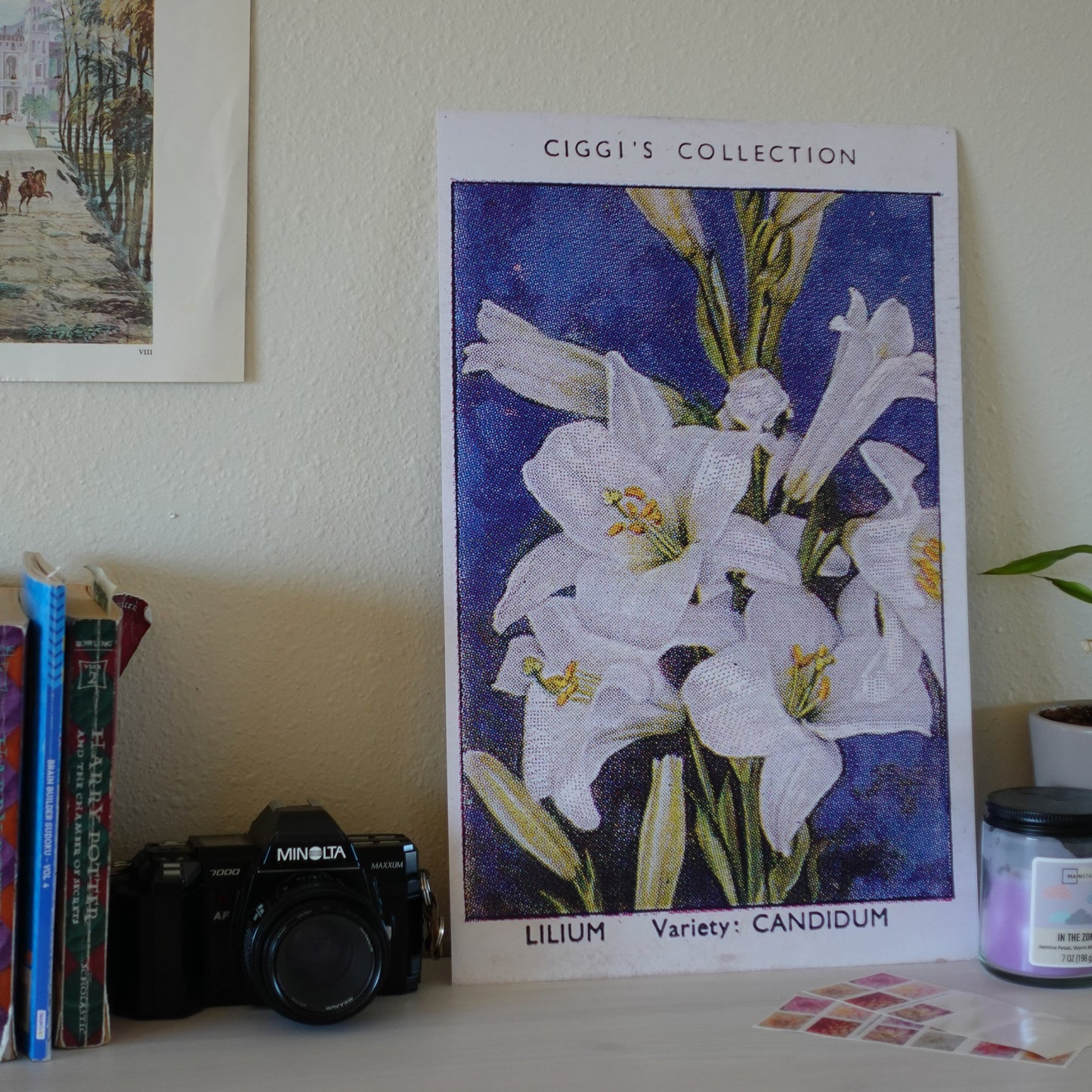 Vintage Lilium Flower Print | 1930's Cigarette Card