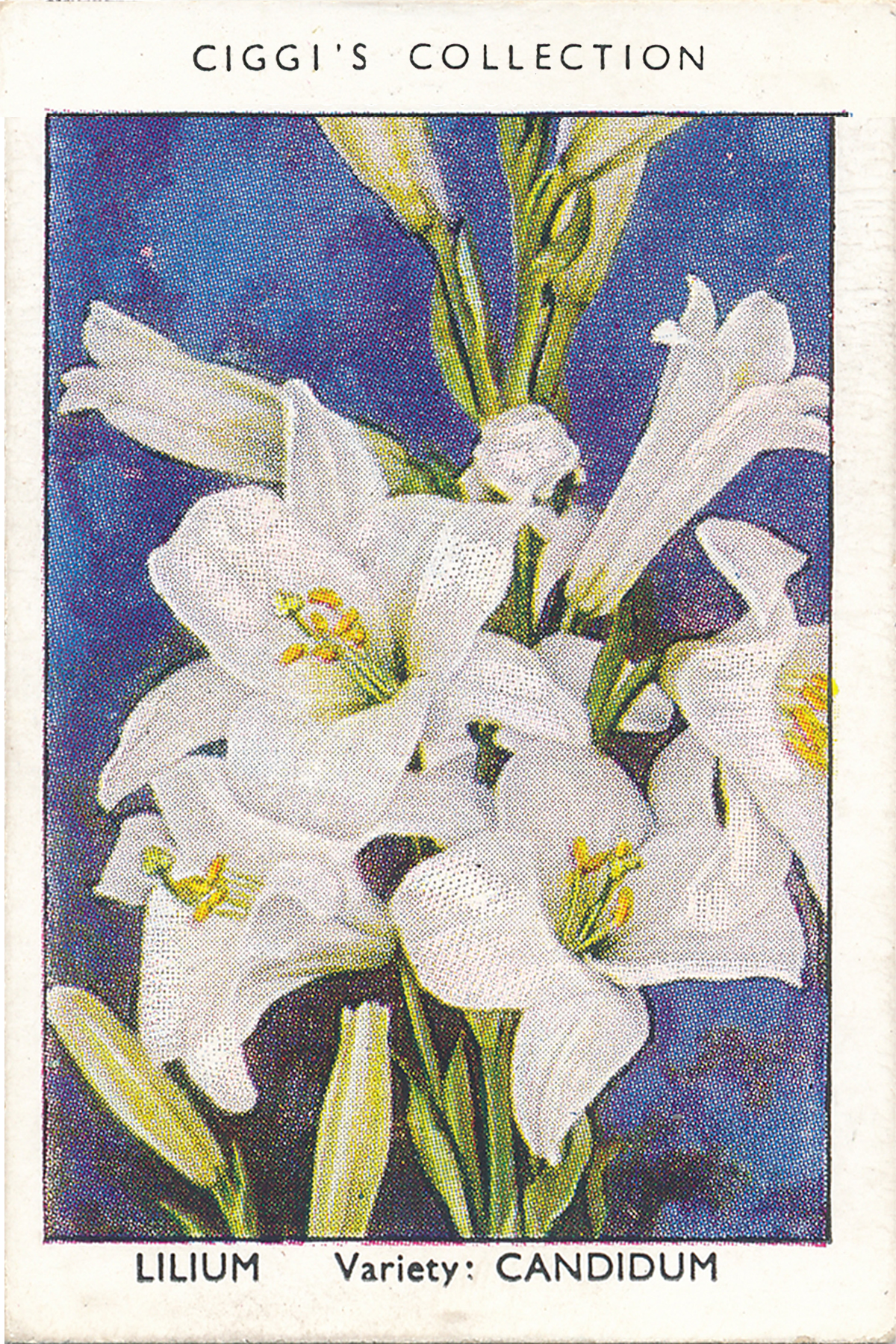 Garden Flowers Posters