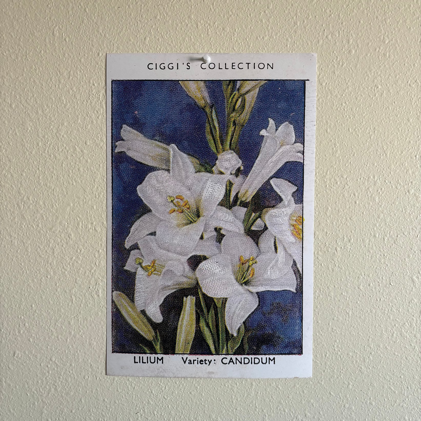 Vintage Lilium Flower Print | 1930's Cigarette Card