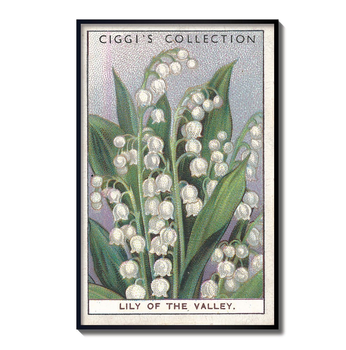 Vintage Lily of the Valley Flower Print | 1930's Cigarette Card