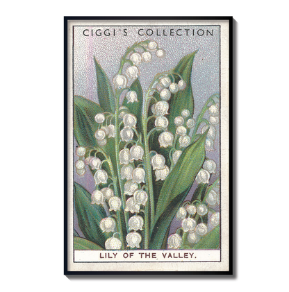 Vintage Lily of the Valley Flower Print | 1930's Cigarette Card