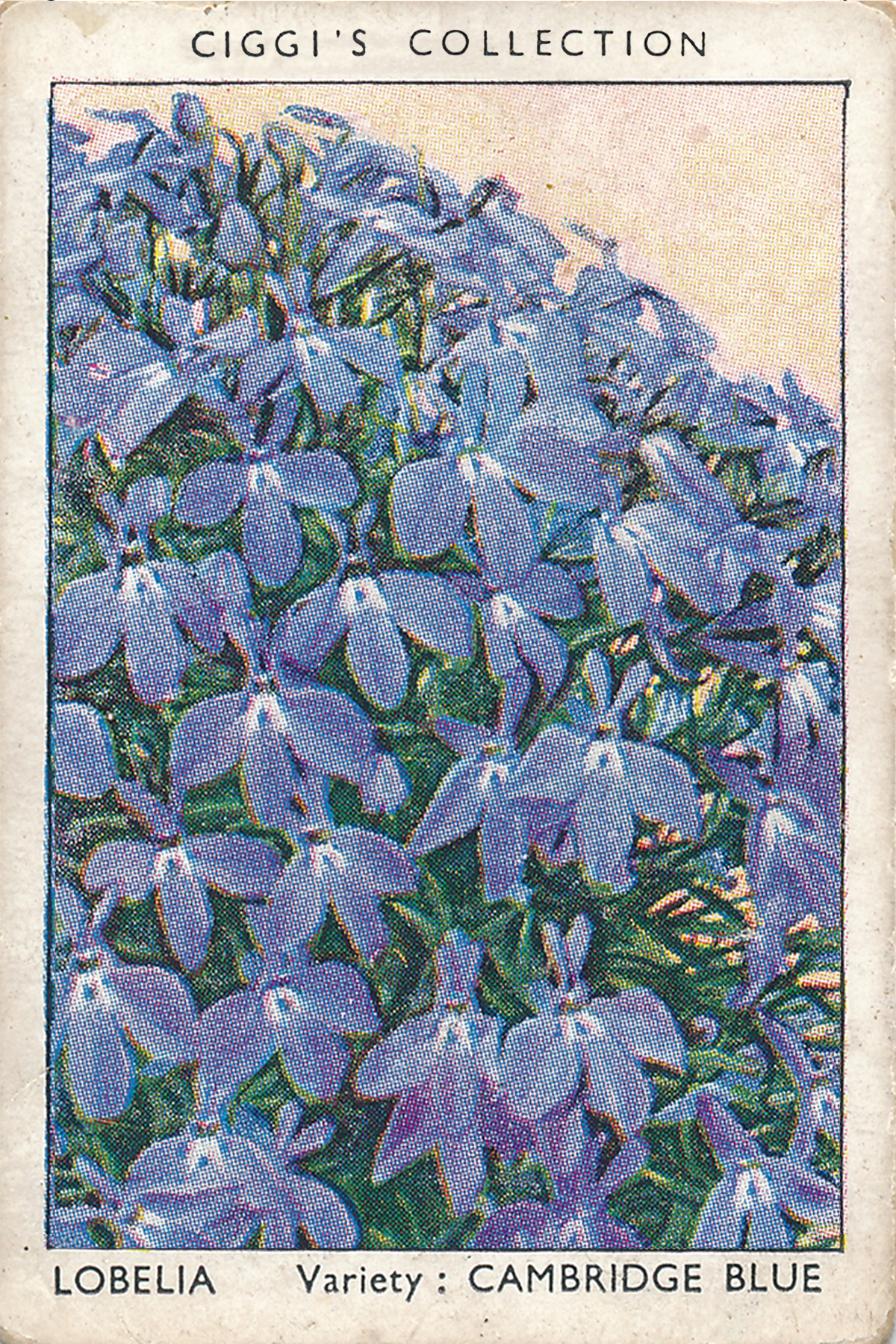 Garden Flowers Posters