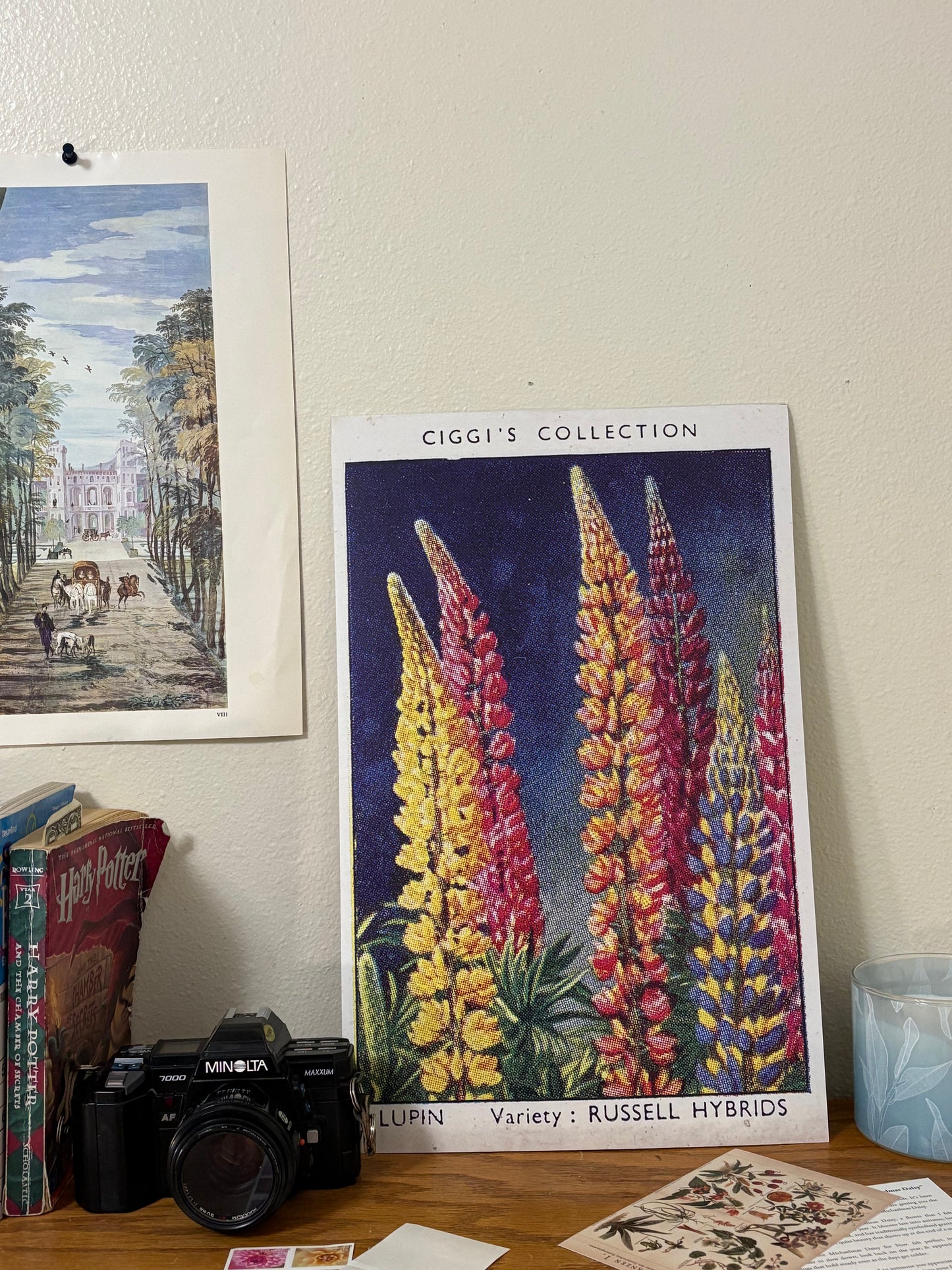 Vintage Lupin Flower Print | 1930s Cigarette Card Art