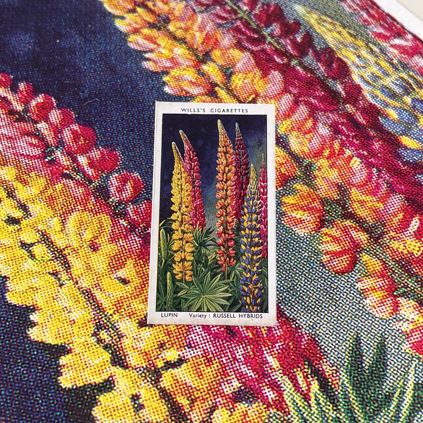 Vintage Lupin Flower Print | 1930s Cigarette Card Art
