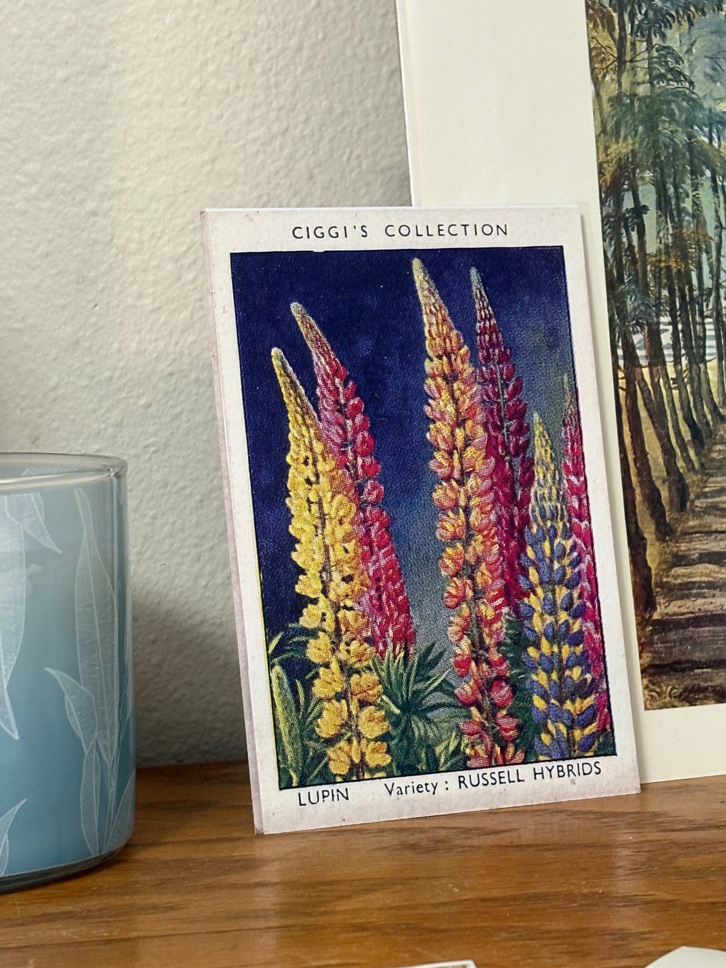 Vintage Lupin Flower Print | 1930s Cigarette Card Art