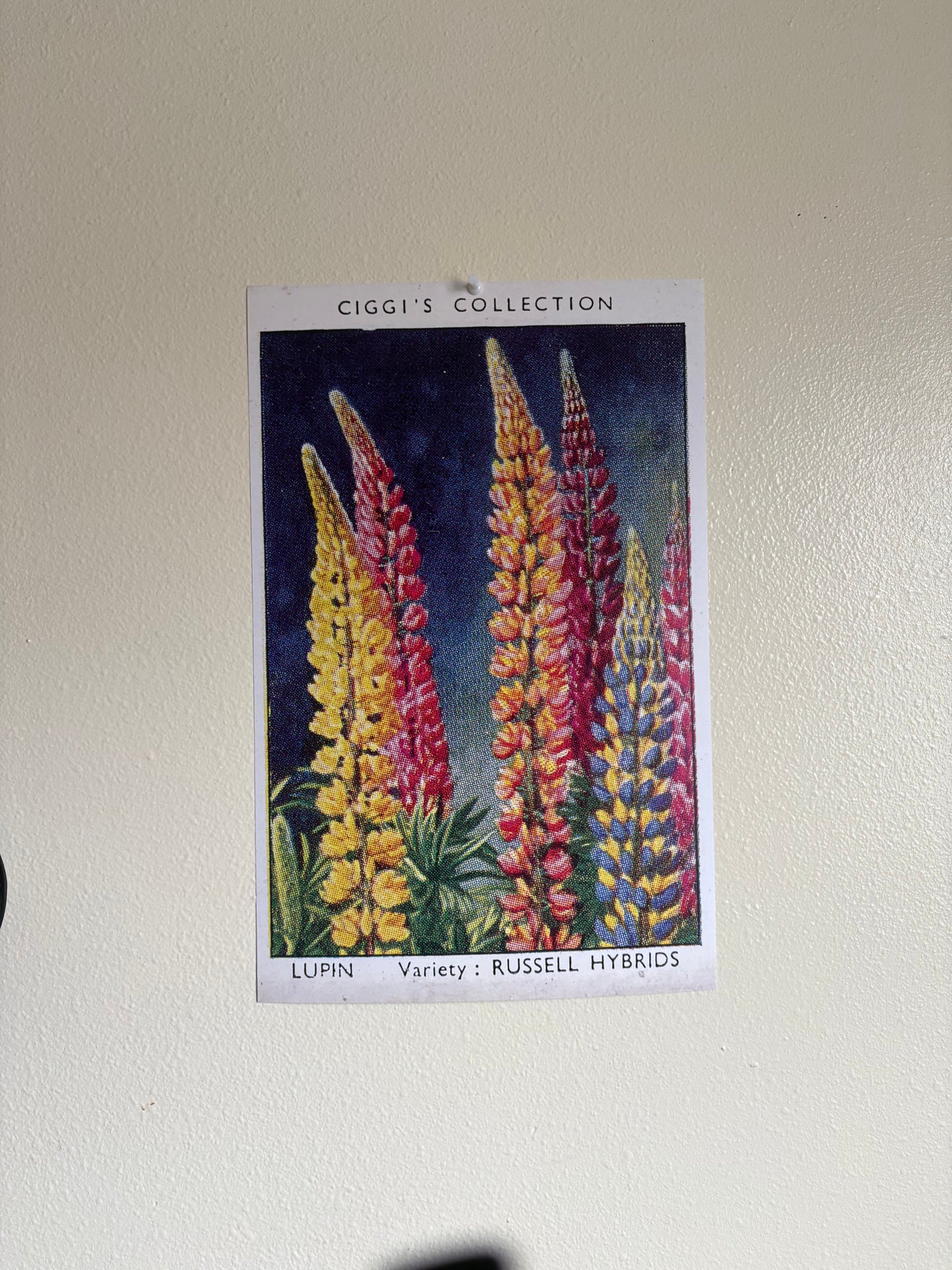 Vintage Lupin Flower Print | 1930s Cigarette Card Art