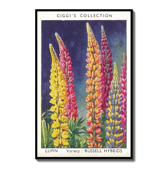 Vintage Lupin Flower Print | 1930s Cigarette Card Art