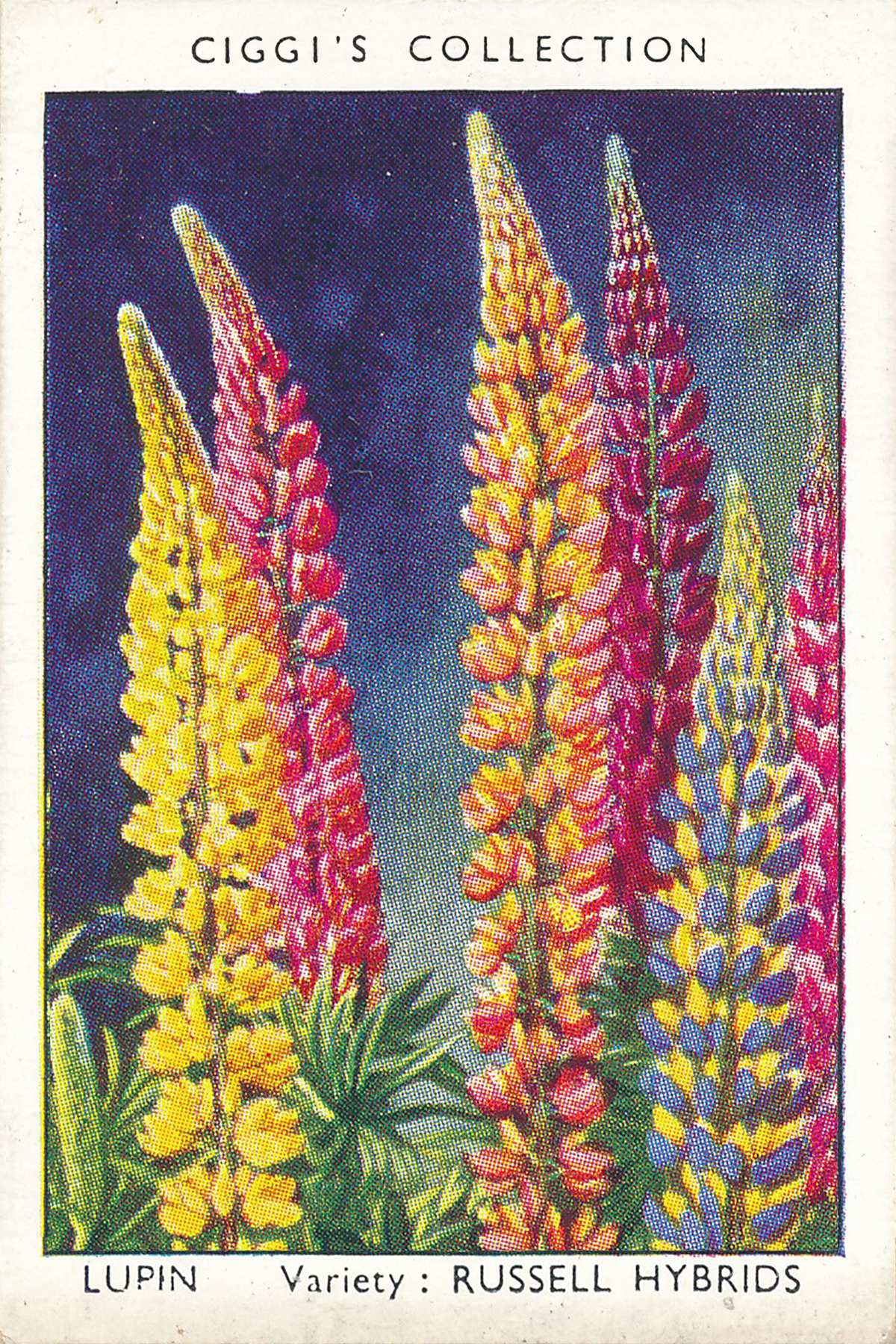 Garden Flowers Posters