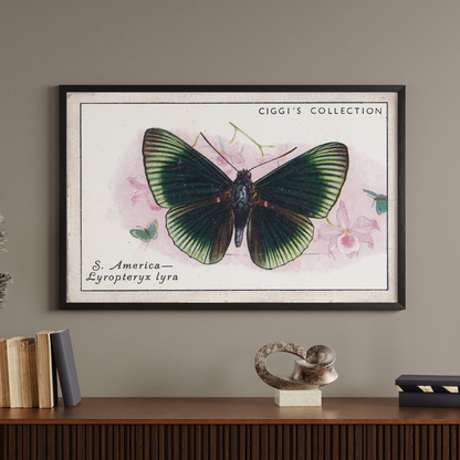 Vintage Lyroteryx Lyra Butterfly Print | 1930s Cigarette Card Art