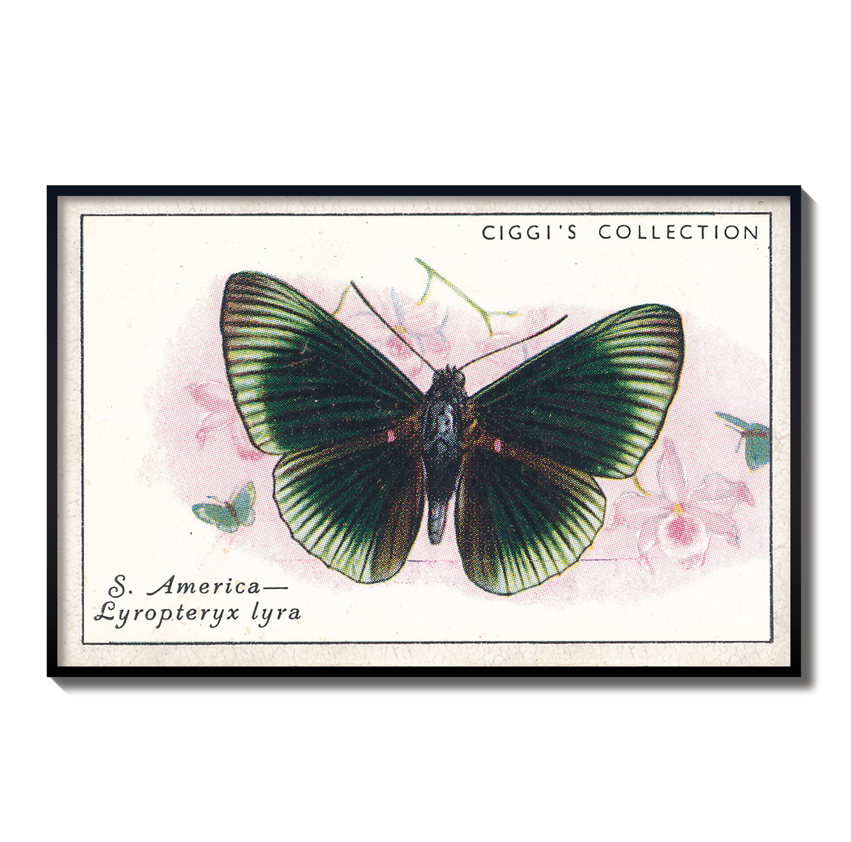 Vintage Lyroteryx Lyra Butterfly Print | 1930s Cigarette Card Art