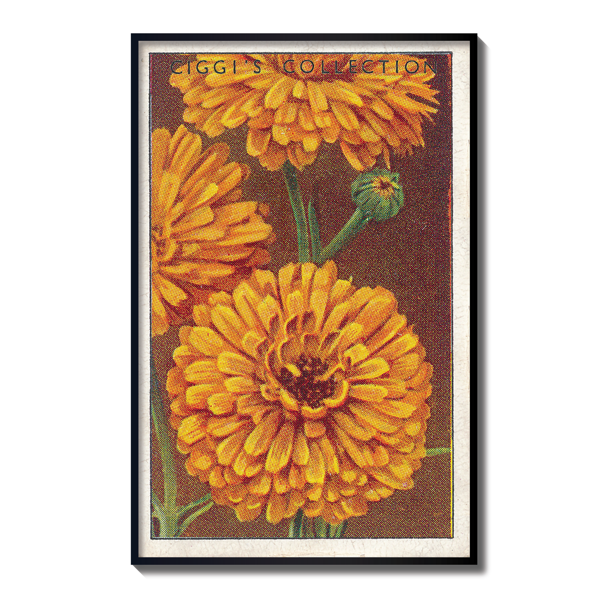 Vintage Marigolds Flower Print | 1930's Cigarette Card