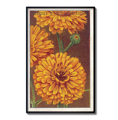 Vintage Marigolds Flower Print | 1930's Cigarette Card