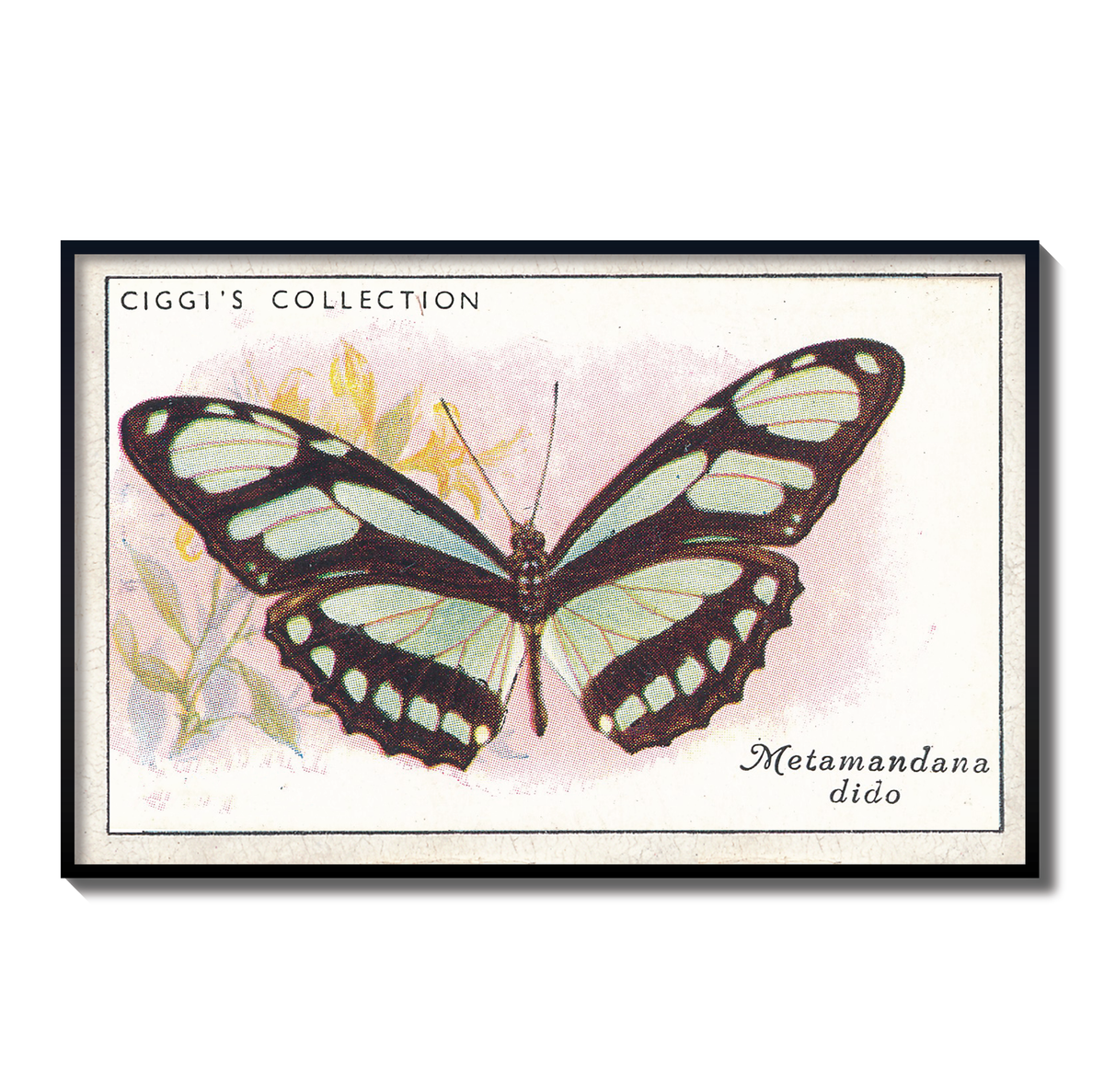 Vintage Metamandana Dido Butterfly Print | 1930s Cigarette Card Art