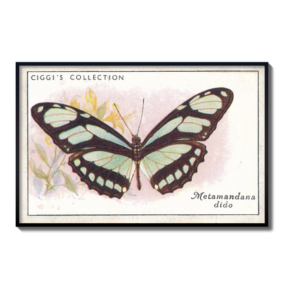 Vintage Metamandana Dido Butterfly Print | 1930s Cigarette Card Art
