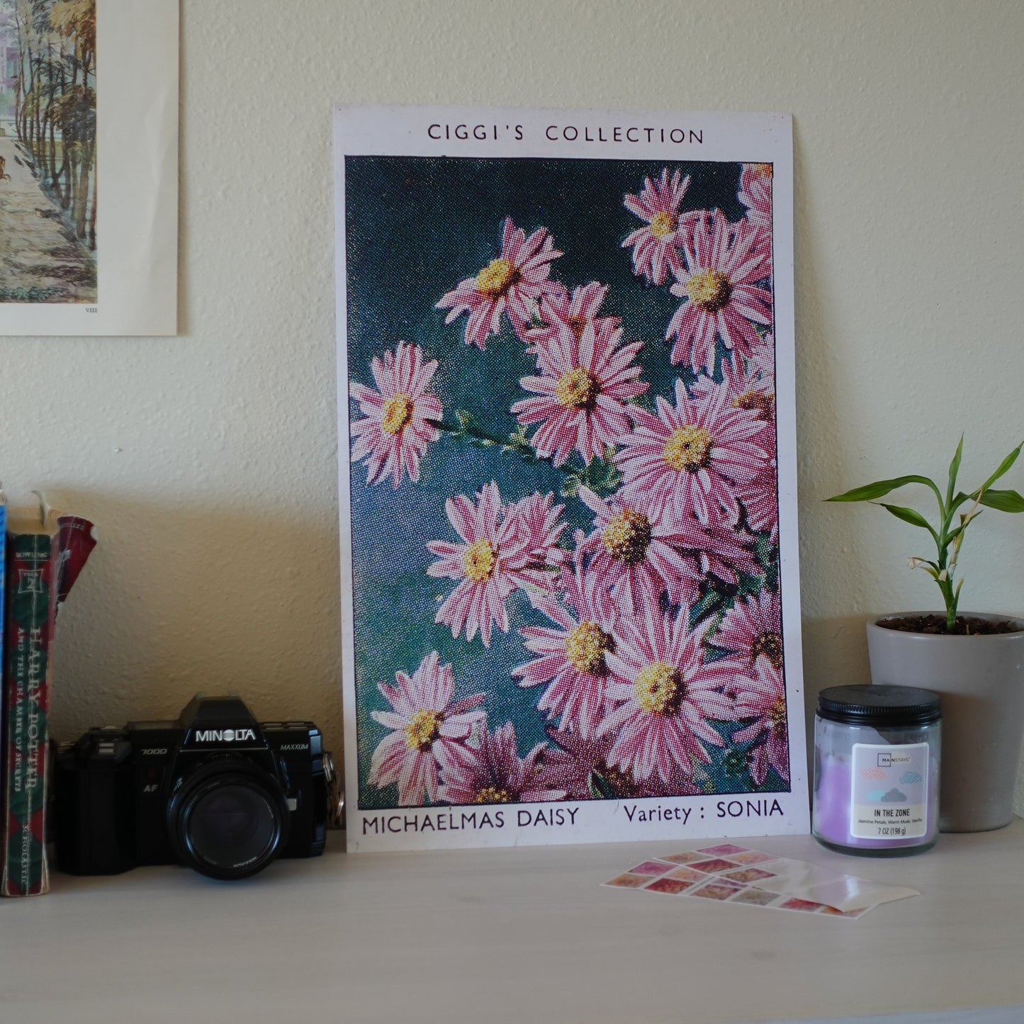 Vintage Michaelmas Daisy Flower Print | 1930's Cigarette Card