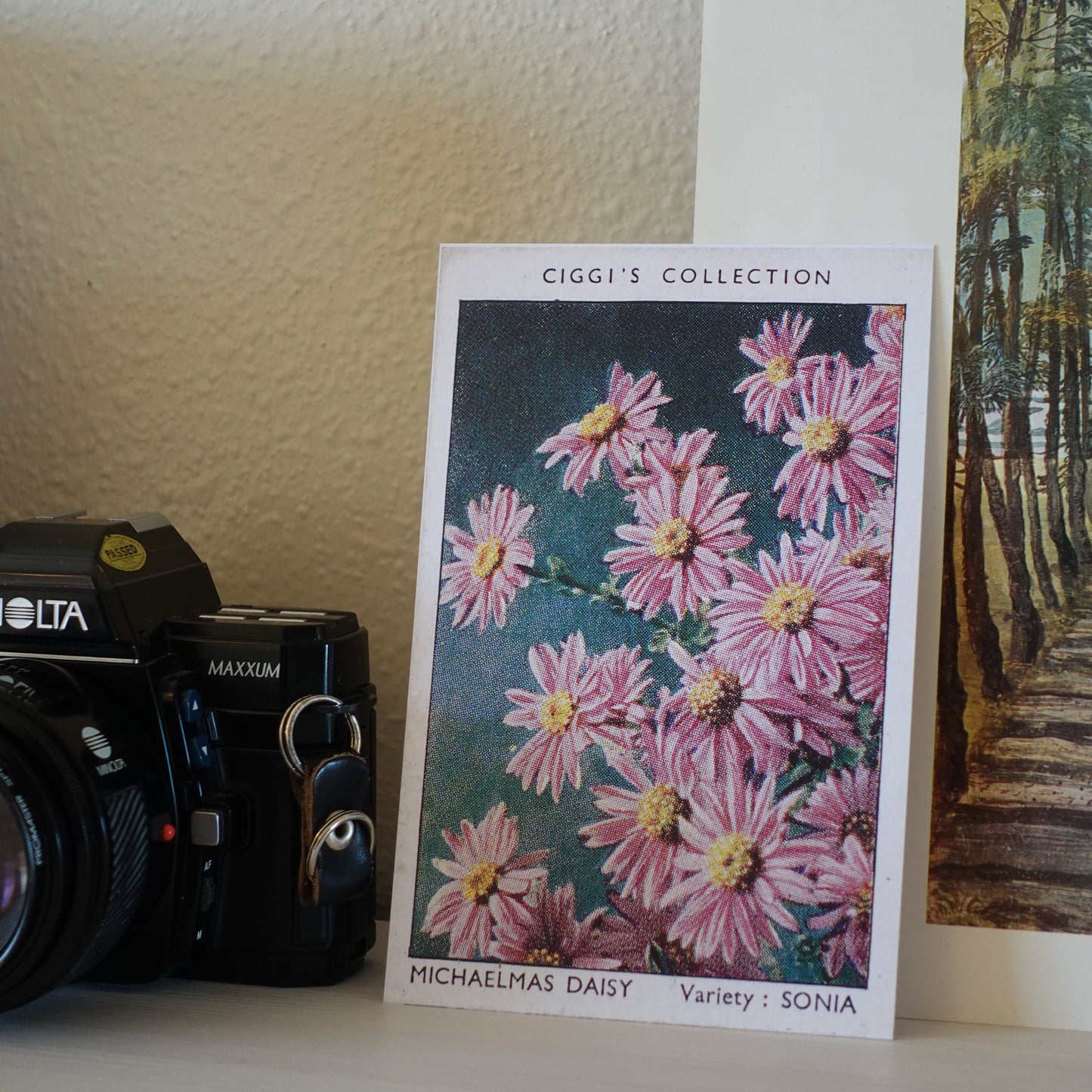 Vintage Michaelmas Daisy Flower Print | 1930's Cigarette Card