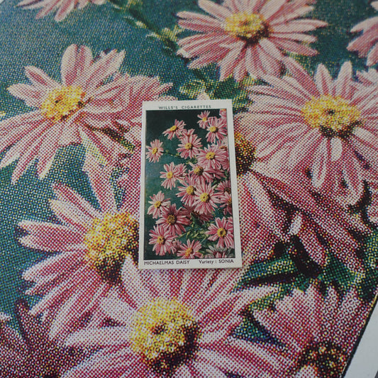 Vintage Michaelmas Daisy Flower Print | 1930's Cigarette Card