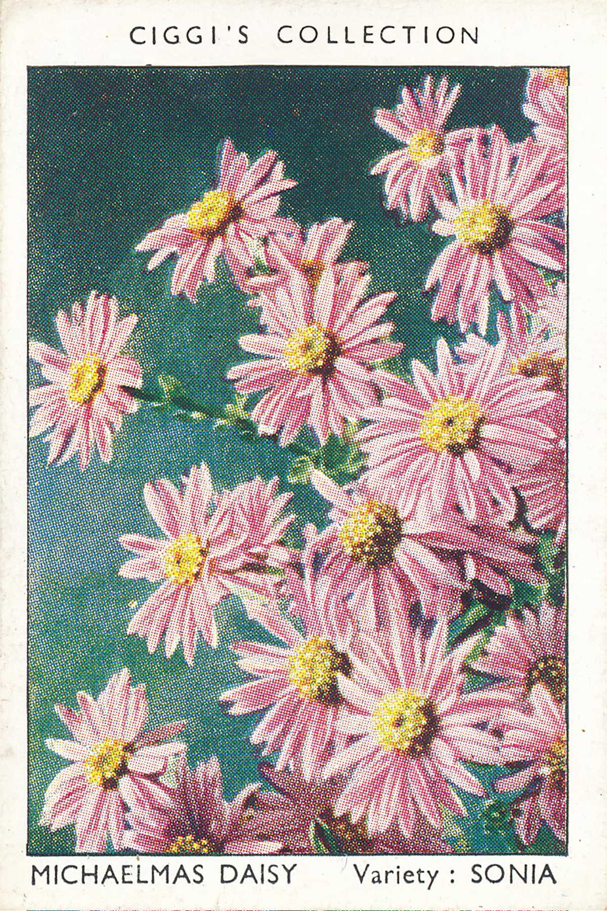 Garden Flowers Posters
