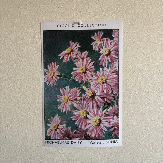 Vintage Michaelmas Daisy Flower Print | 1930's Cigarette Card