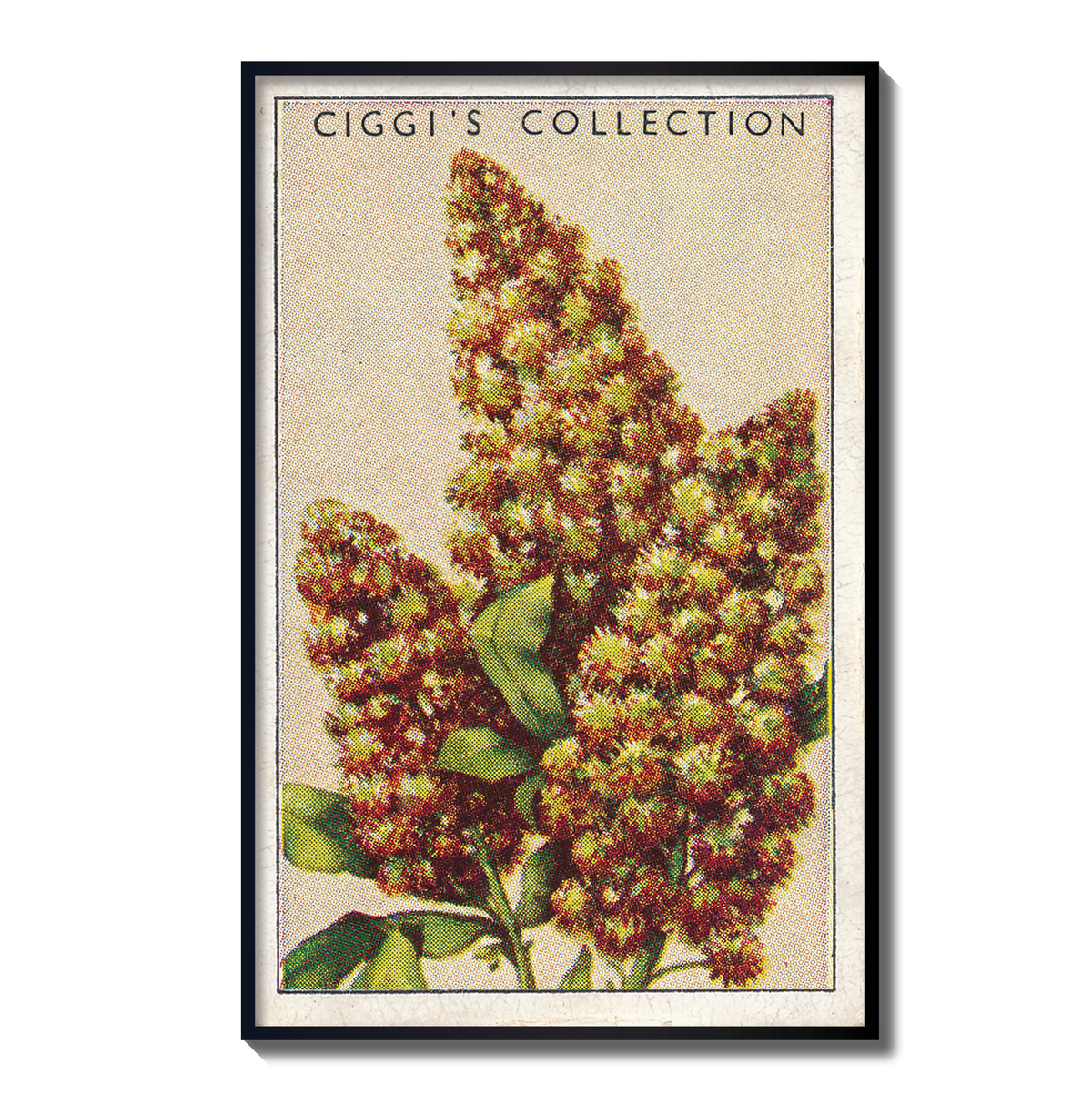 Vintage Migonette Flower Print | 1930's Cigarette Card