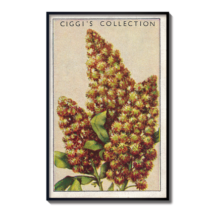 Vintage Migonette Flower Print | 1930's Cigarette Card