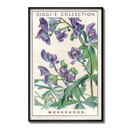 Vintage Monkshood Flower Print | 1930's Cigarette Card