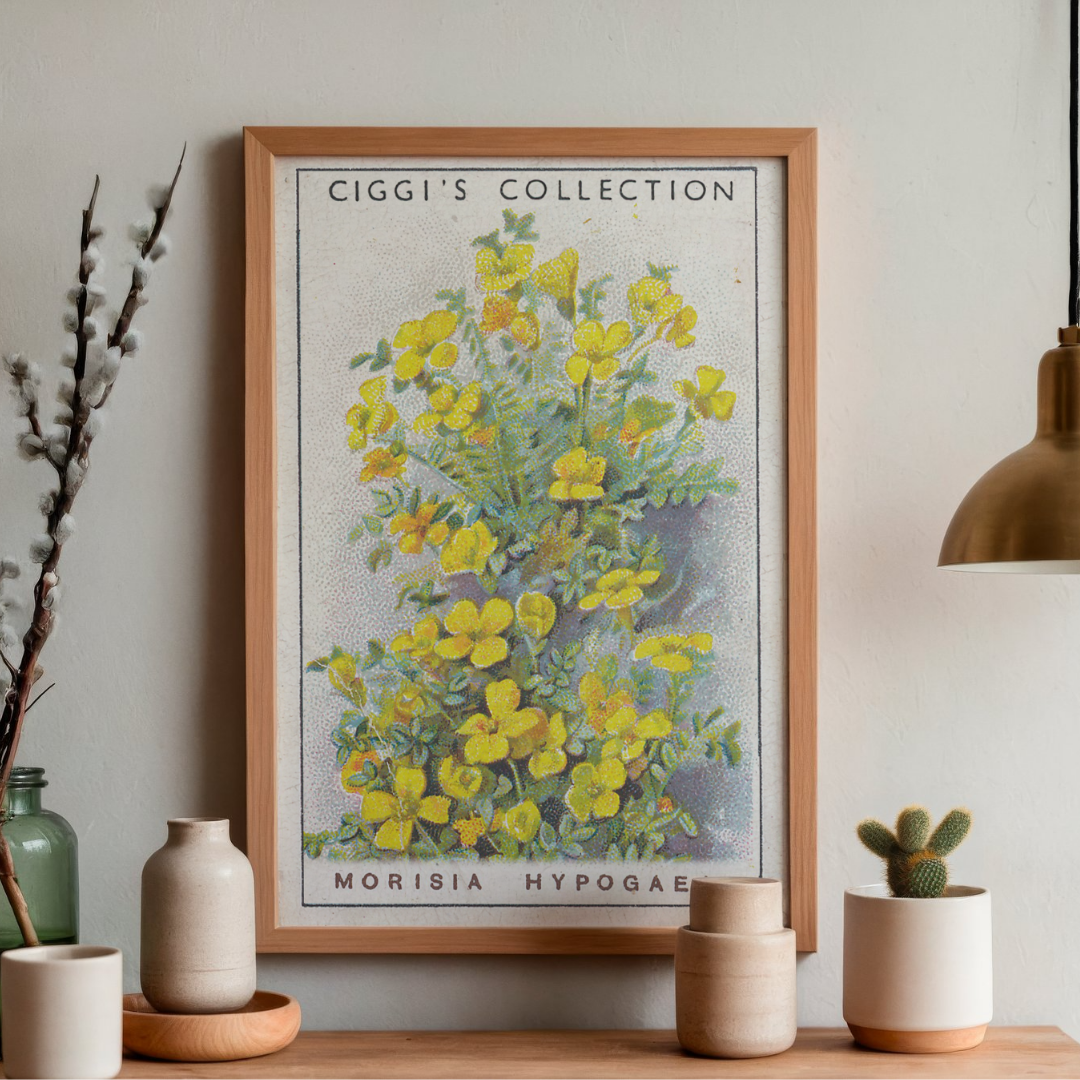 Vintage Morisia Hypogaea Flower Print | 1930's Cigarette Card
