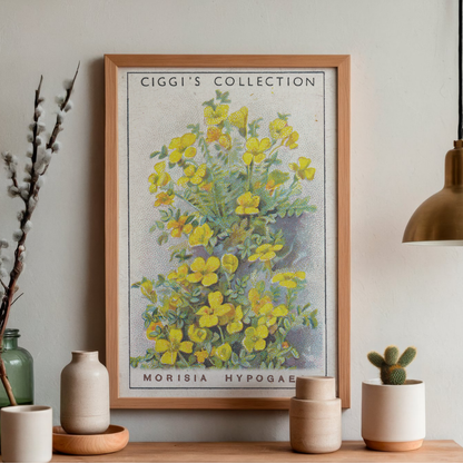 Vintage Morisia Hypogaea Flower Print | 1930's Cigarette Card