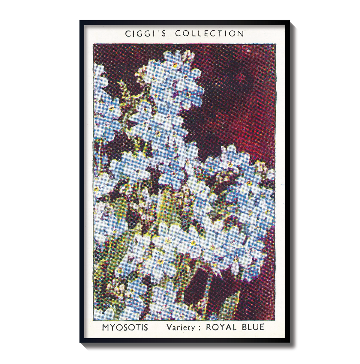 Vintage Myosotis Flower Print | 1930's Cigarette Card