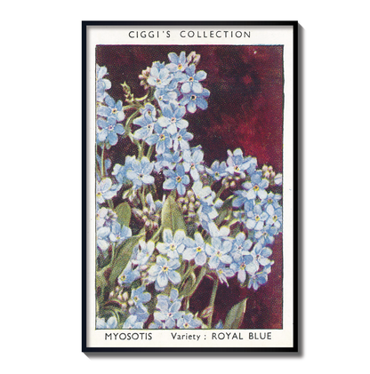 Vintage Myosotis Flower Print | 1930's Cigarette Card