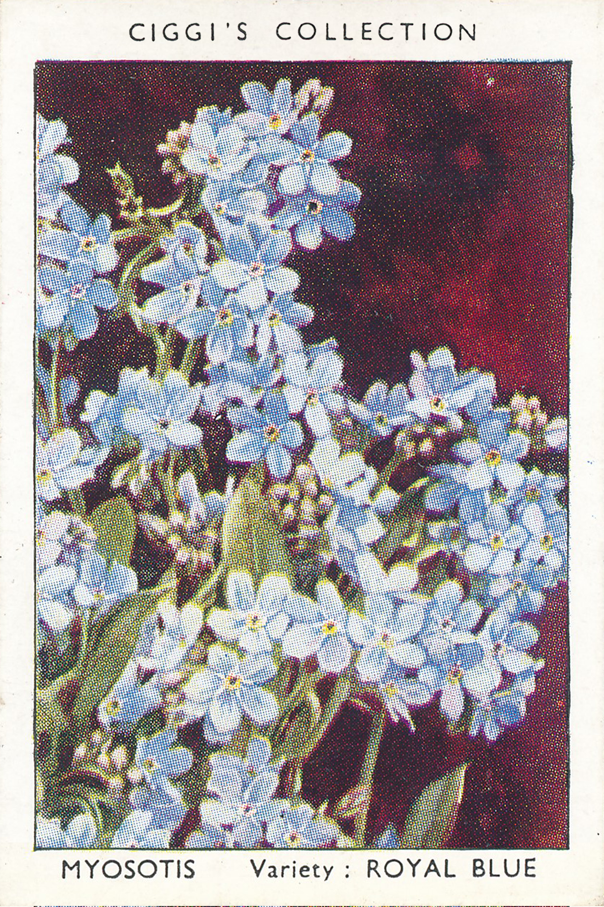 Garden Flowers Posters