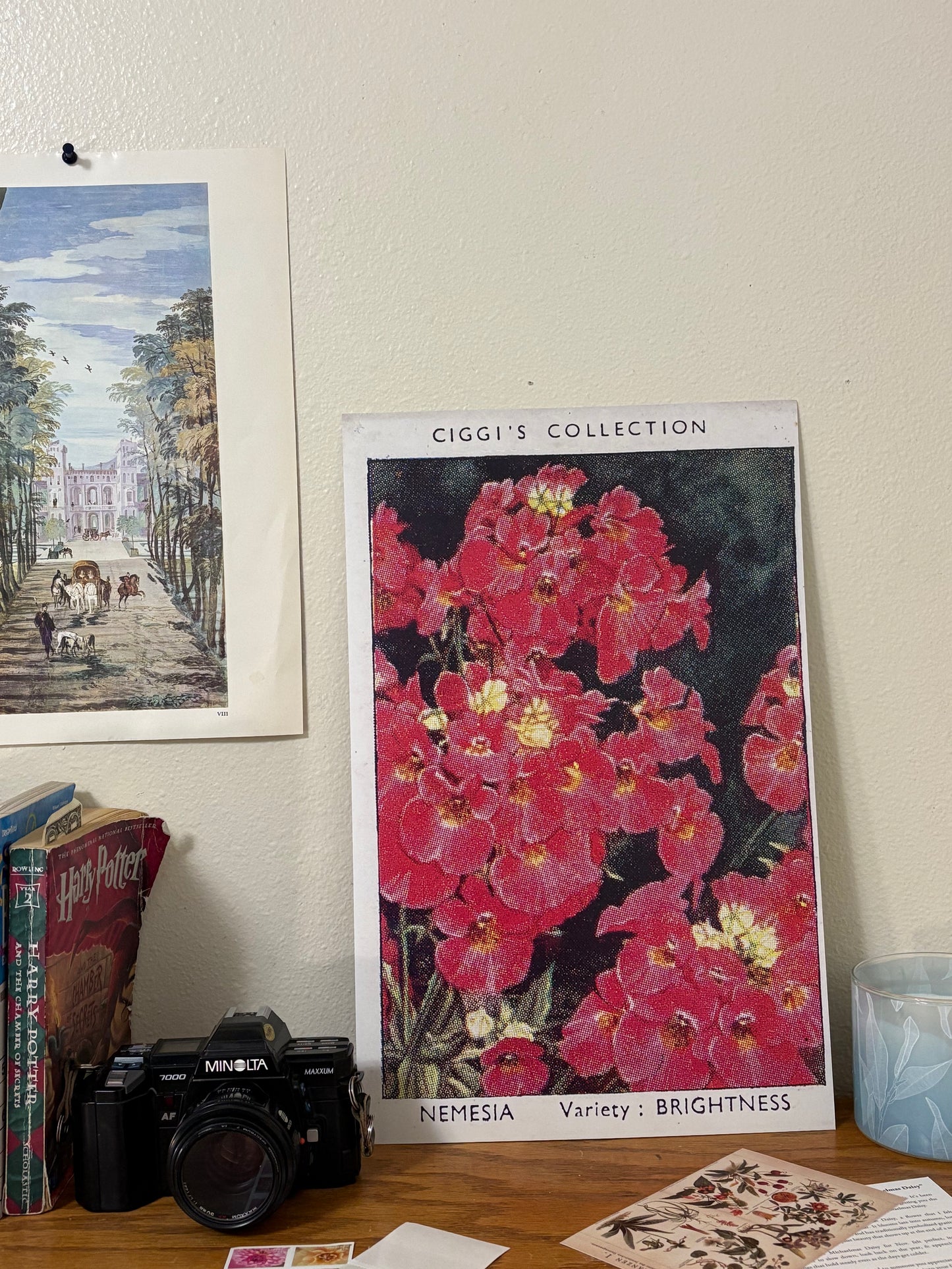 Vintage Nemesia Flower Print #1 | 1930s Cigarette Card Art