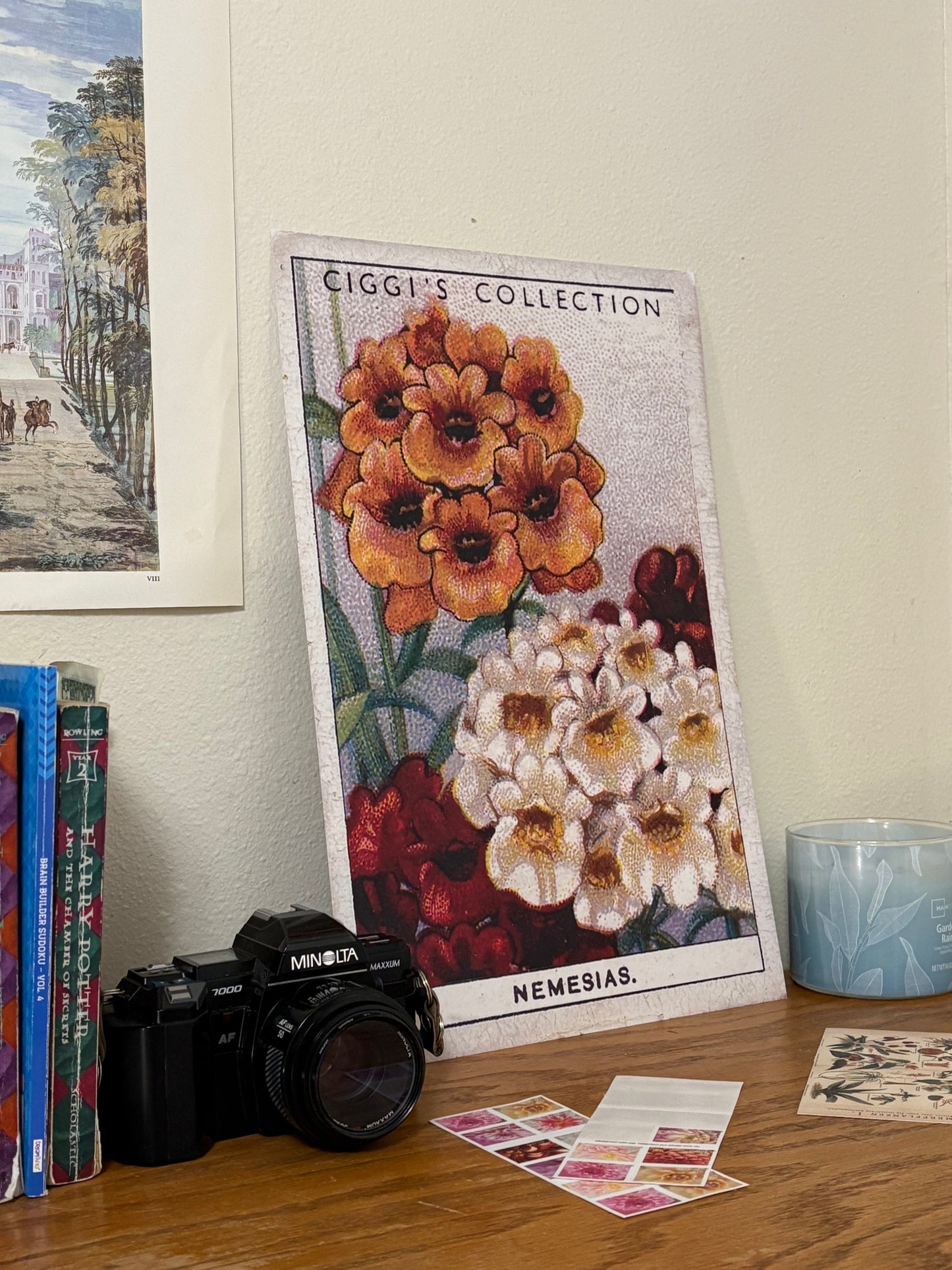 Vintage Nemesia Flower Print #2 | 1930s Cigarette Card Art