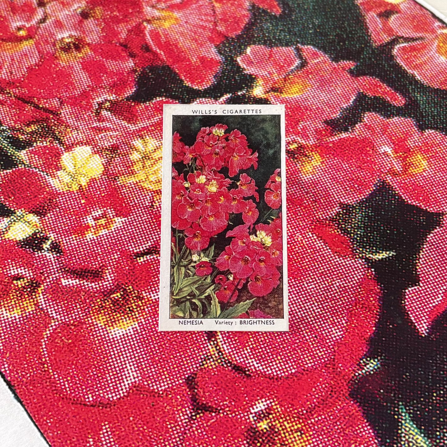 Vintage Nemesia Flower Print #1 | 1930s Cigarette Card Art