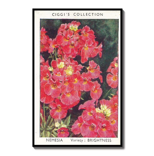 Vintage Nemesia Flower Print #1 | 1930s Cigarette Card Art