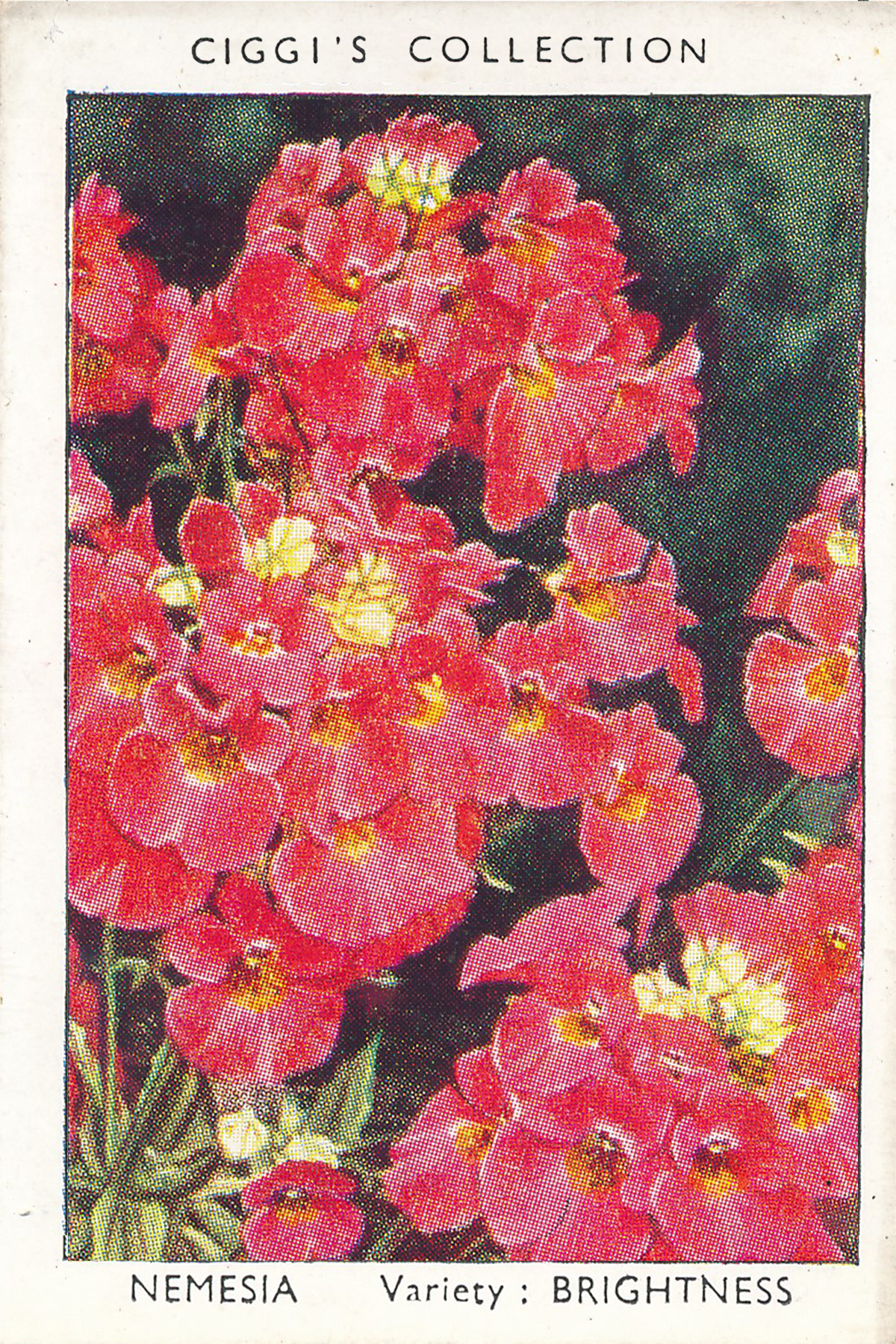 Garden Flowers Posters