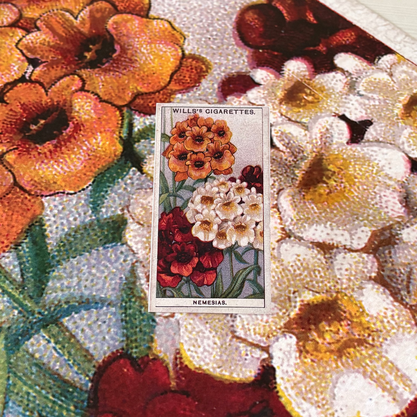 Vintage Nemesia Flower Print #2 | 1930s Cigarette Card Art