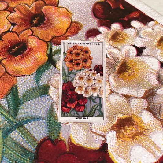 Vintage Nemesia Flower Print #2 | 1930s Cigarette Card Art