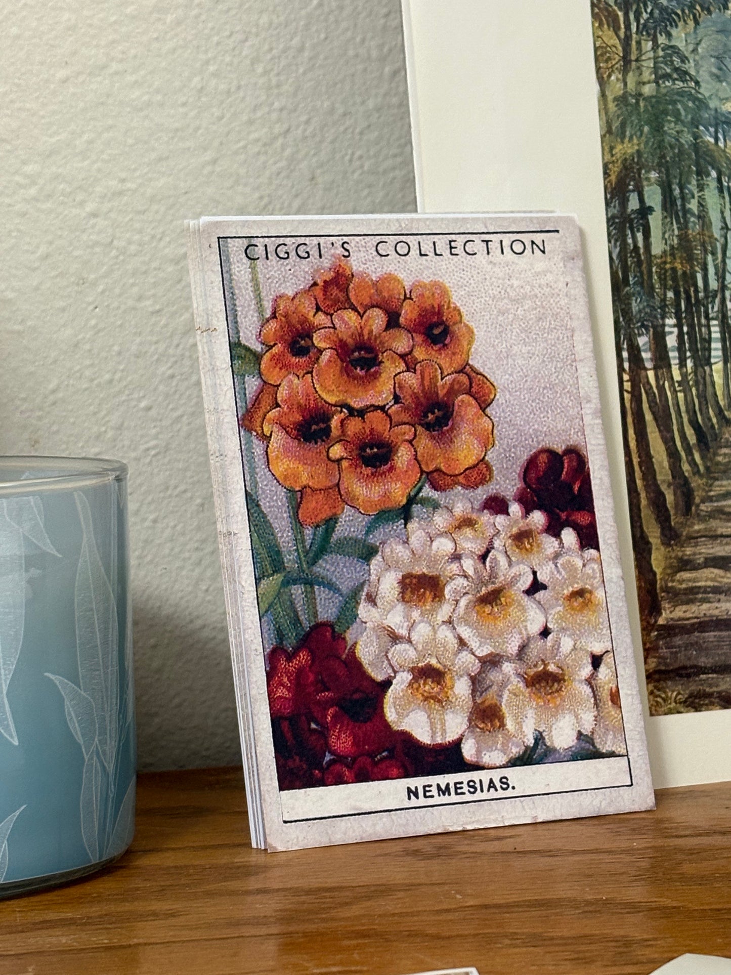Vintage Nemesia Flower Print #2 | 1930s Cigarette Card Art