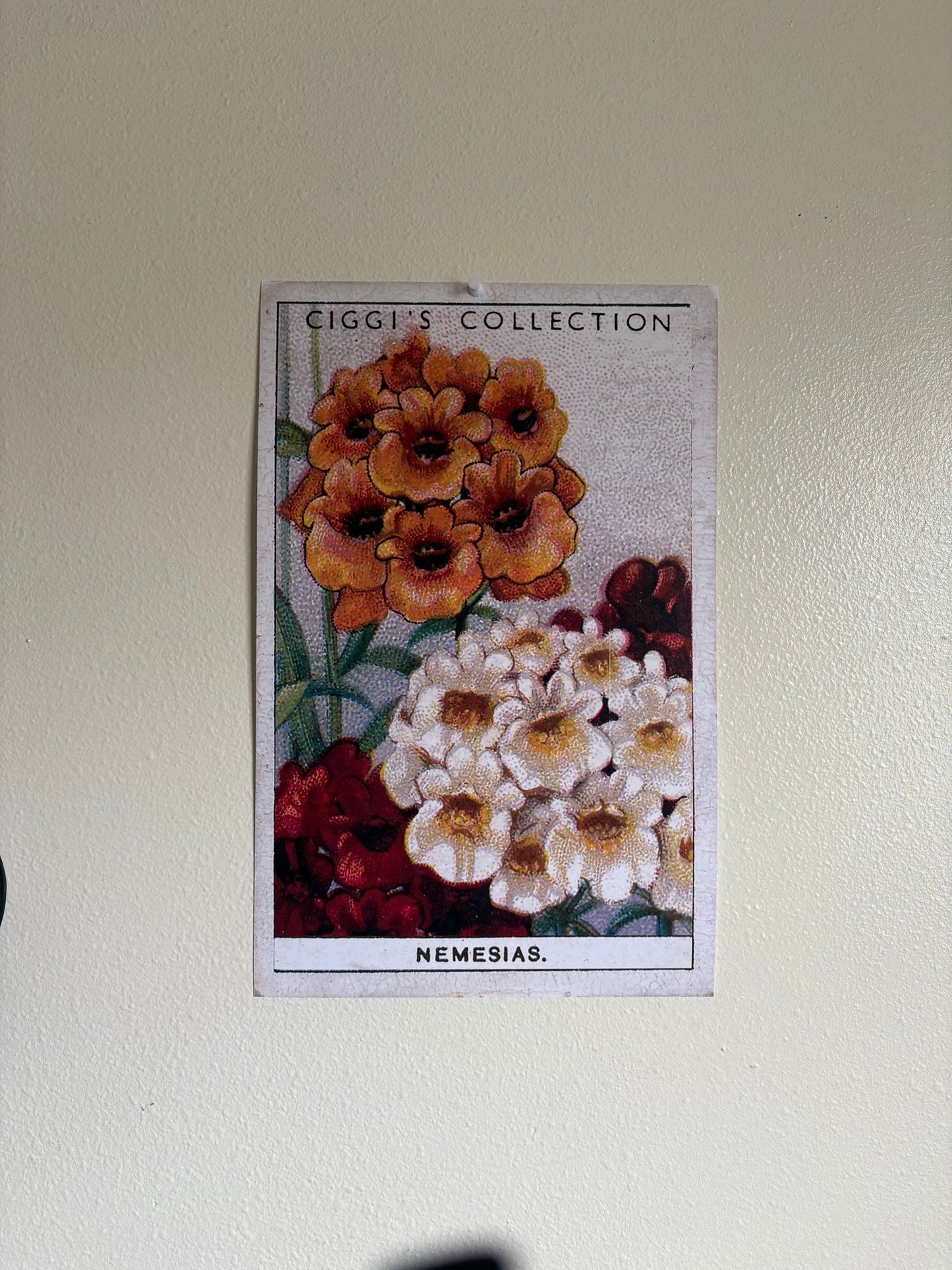 Vintage Nemesia Flower Print #2 | 1930s Cigarette Card Art