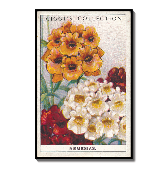 Vintage Nemesia Flower Print #2 | 1930s Cigarette Card Art