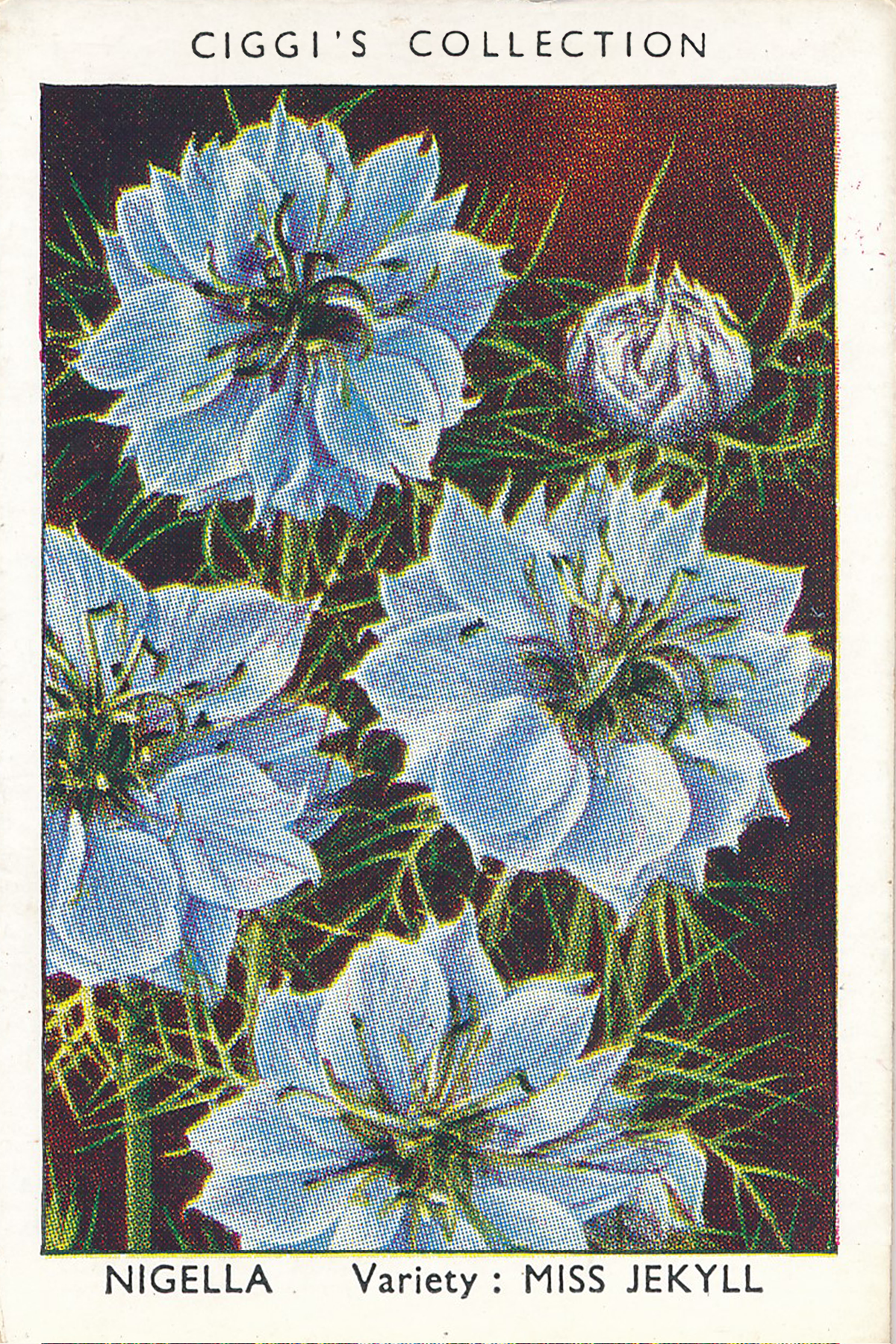 Garden Flowers Posters